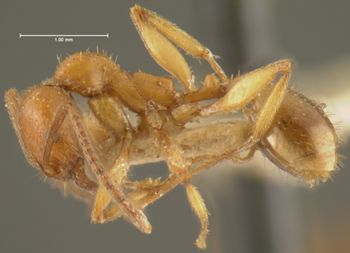 Media type: image;   Entomology 20599 Aspect: habitus lateral view